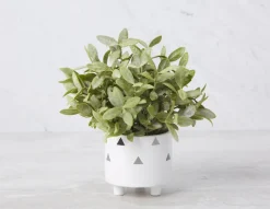ALMA planter 10 cm