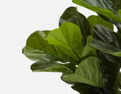 FIDDLE LEAF I artificial potted plant 150 cm