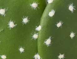 OPUNTIA artificial potted cactus 41 cm